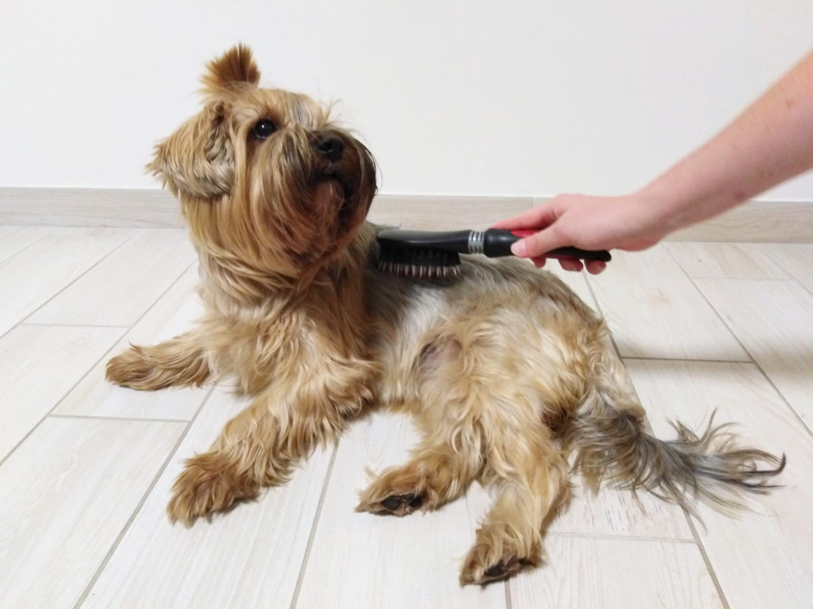 LA MUTA DEL PELO DEL CANE