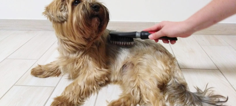 LA MUTA DEL PELO DEL CANE