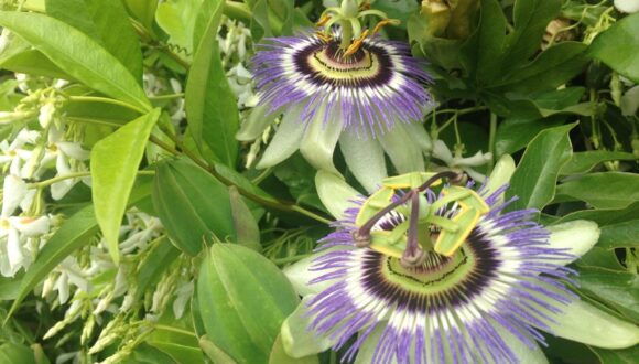 FITOTERAPIA DEL SONNO: LA PASSIFLORA INCARNATA & LA WITHANIA SOMINIFERA.