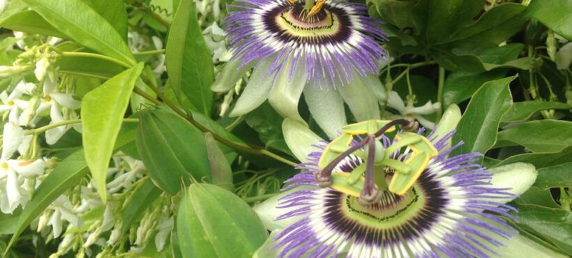 FITOTERAPIA DEL SONNO: LA PASSIFLORA INCARNATA & LA WITHANIA SOMINIFERA.