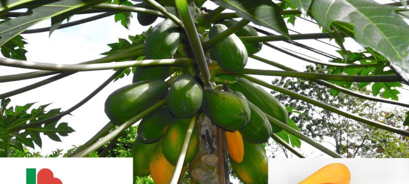 Papaya