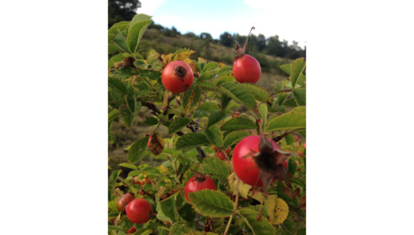 Rosa canina