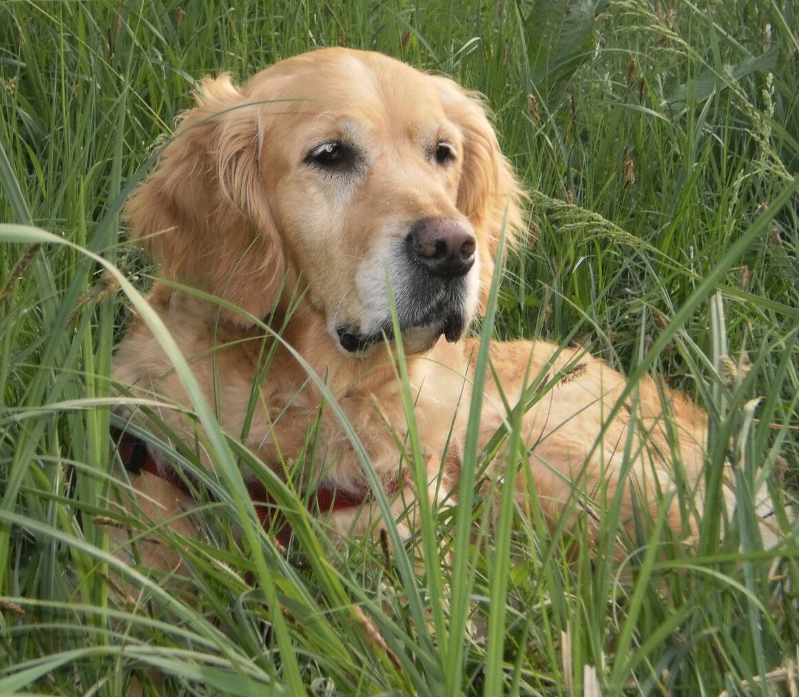 Oggi parliamo del….GOLDEN RETRIEVER