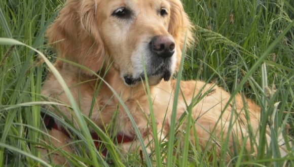 Oggi parliamo del….GOLDEN RETRIEVER