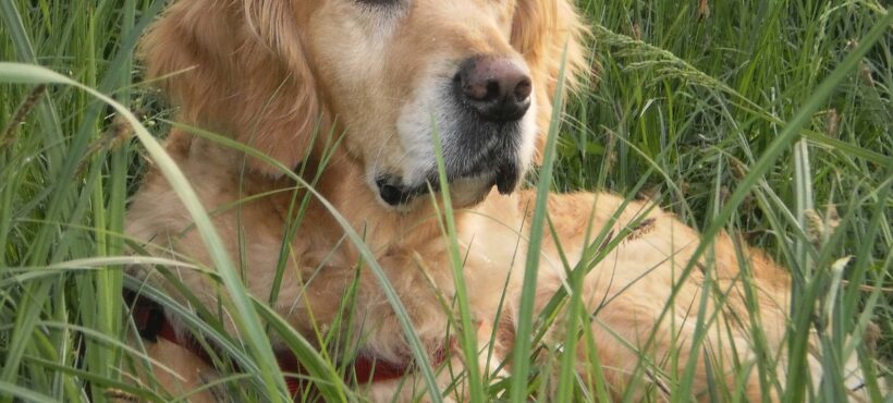 Oggi parliamo del….GOLDEN RETRIEVER