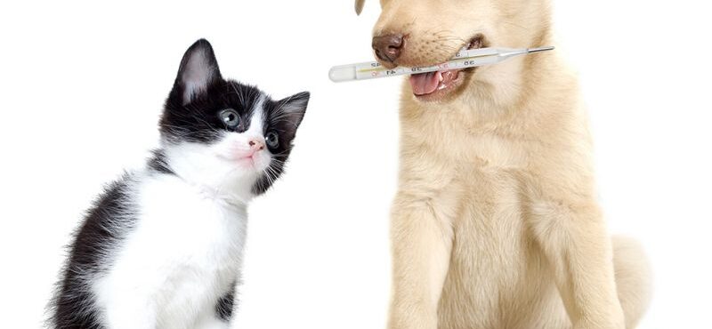 DIABETE MELLITO NEL CANE E NEL GATTO