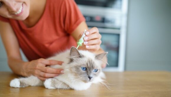 COME METTERE L’ANTIPULCI AL GATTO