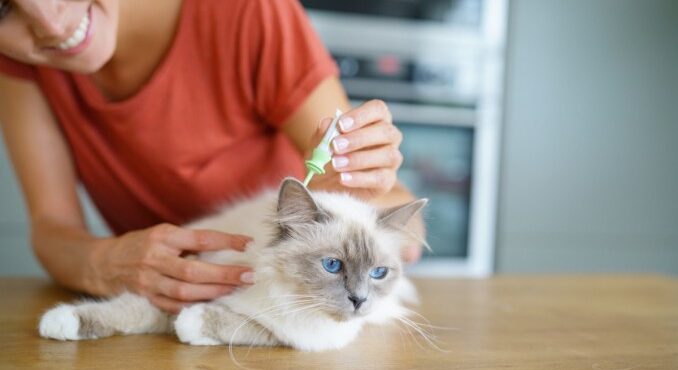 COME METTERE L’ANTIPULCI AL GATTO