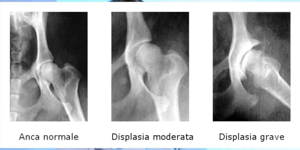 Displasia dell’anca nel cane