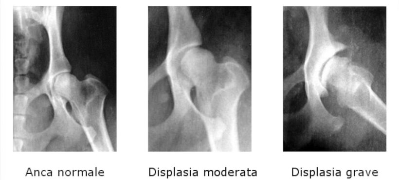 Displasia dell’anca nel cane