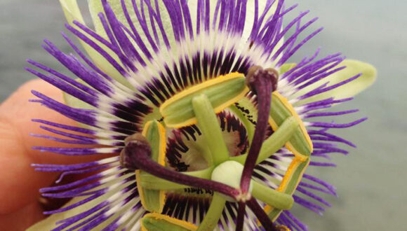 LA RICCHEZZA DELLA PASSIFLORA CONTRO ANSIA E INSONNIA