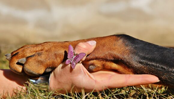 Unghia rotta del cane