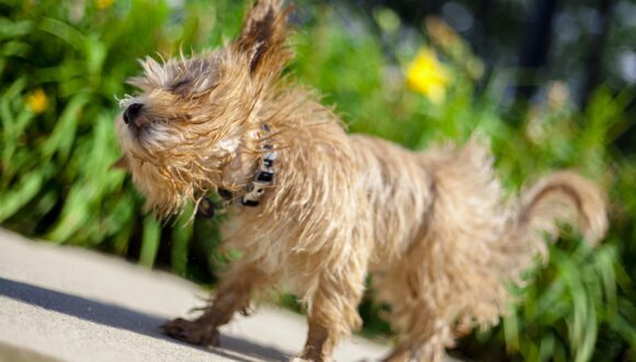 Come proteggere dal caldo le zampe del cane