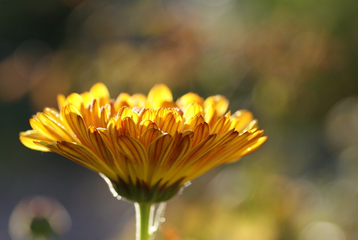 Calendula… alleata della pelle