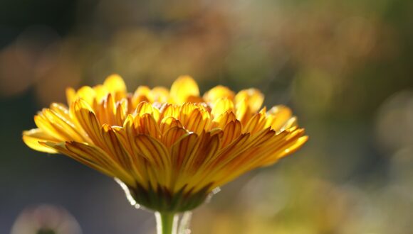 Calendula… alleata della pelle