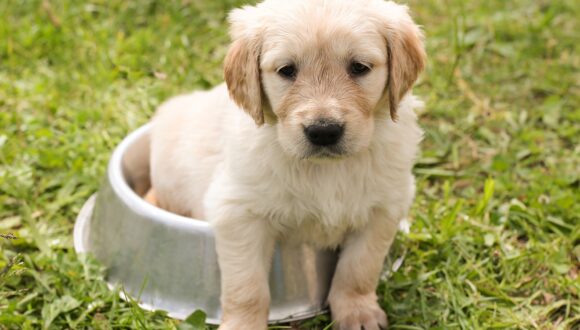 Quando le vitamine fanno male nel cane