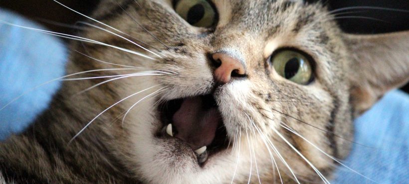 IL NOSTRO GATTO E’ STRESSATO?