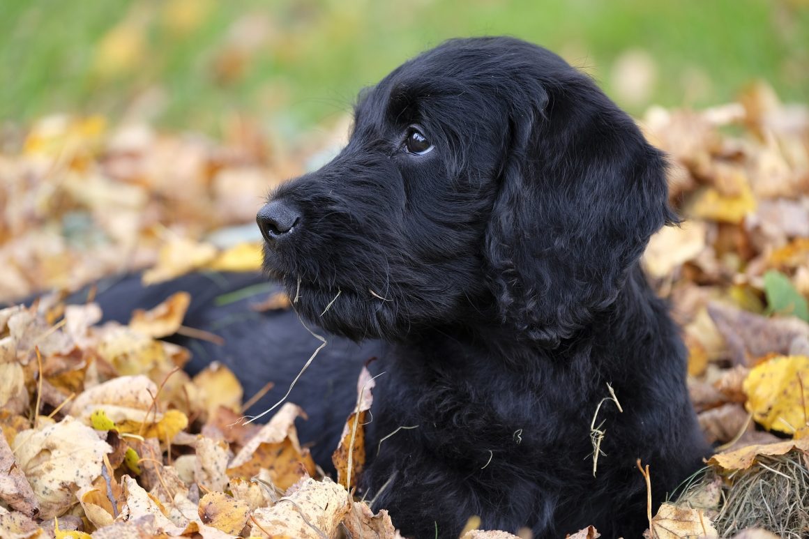 CANE E GATTO IN AUTUNNO…