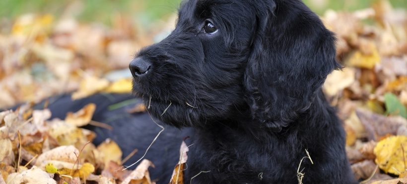 CANE E GATTO IN AUTUNNO…