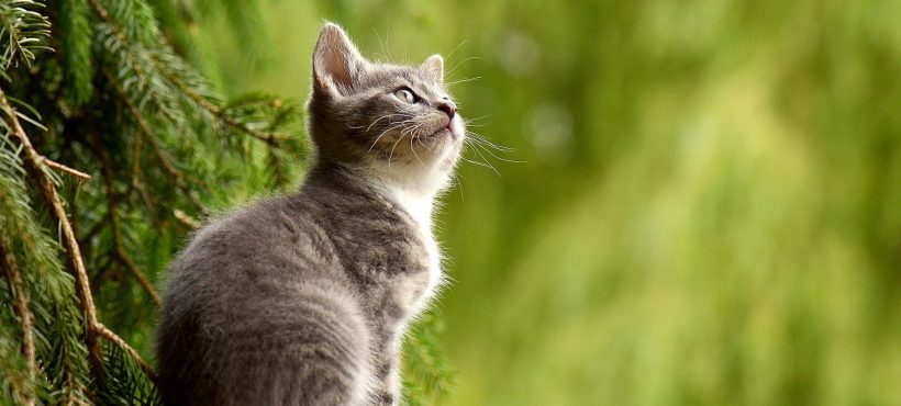 QUANDO METTERE L’ANTIPULCI AL CANE E AL GATTO?