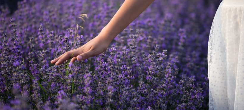 Impieghi cosmetici della lavanda