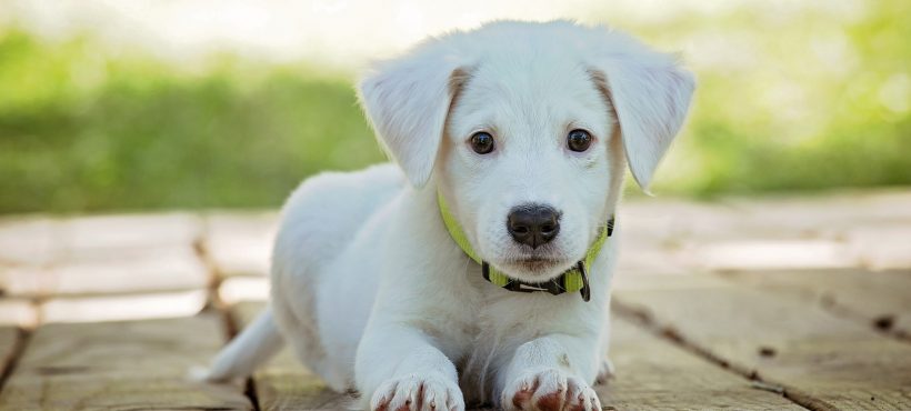 ANTIPARASSITARI PER CANI: QUALI FANNO MALE AL GATTO