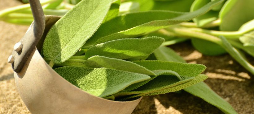 SALVIA: UN BOOSTER NATURALE PER IL SUPPORTO COGNITIVO