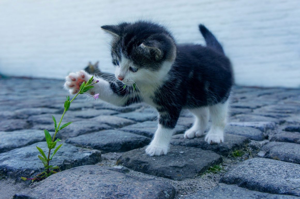 Perché i gatti devono spesso limare gli artigli?