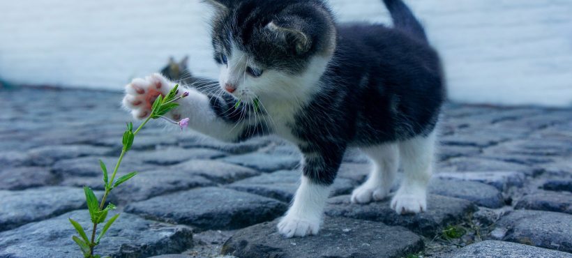 Perché i gatti devono spesso limare gli artigli?