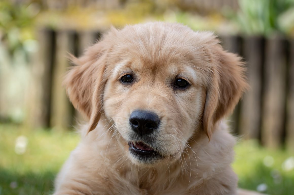 La “zona di comfort” del cane