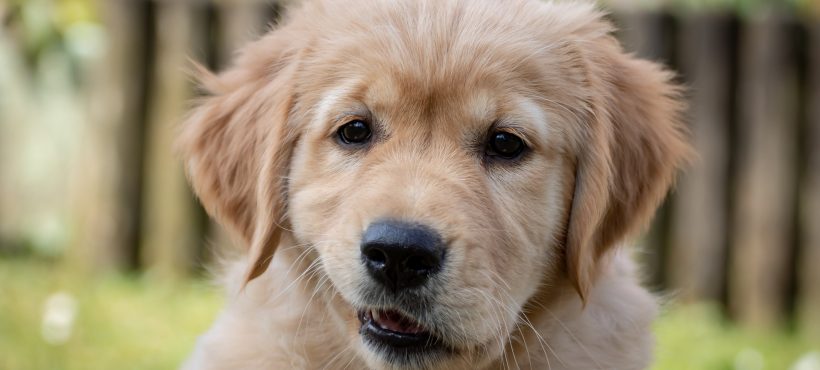 La “zona di comfort” del cane