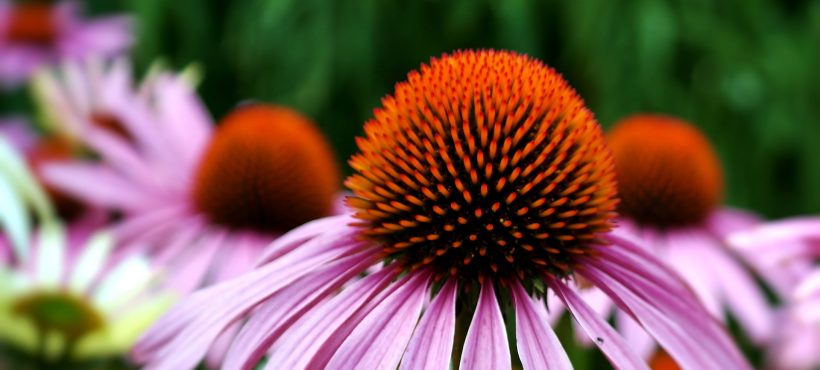 ECHINACEA,  UNO SCUDO CONTRO RAFFREDDORE E INFLUENZA