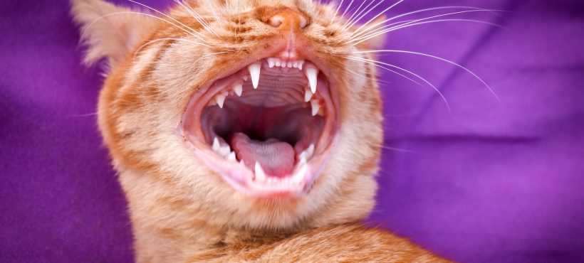 I denti del gatto