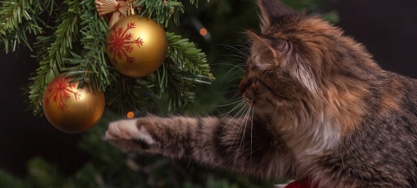 Albero di Natale…a prova di gatto