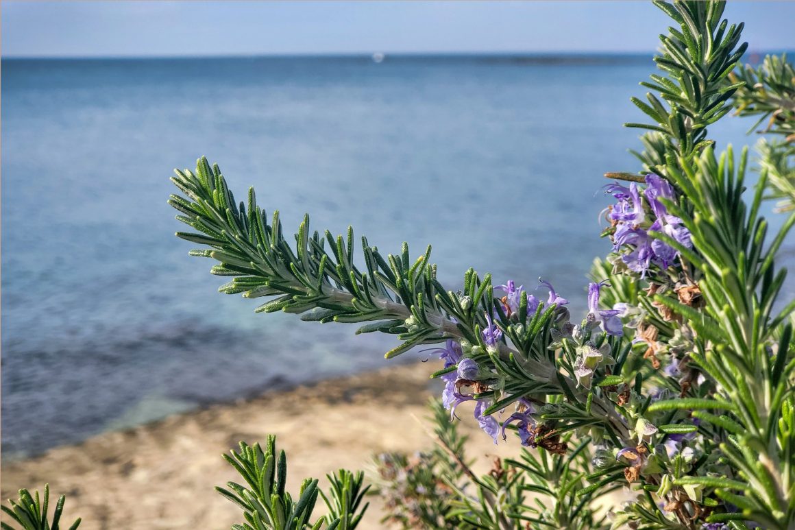 Rosmarino: rugiada del mare.