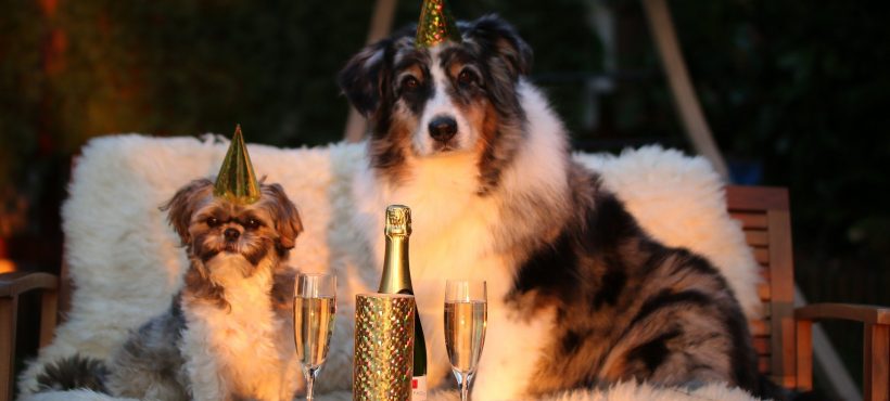 Capodanno e animali…