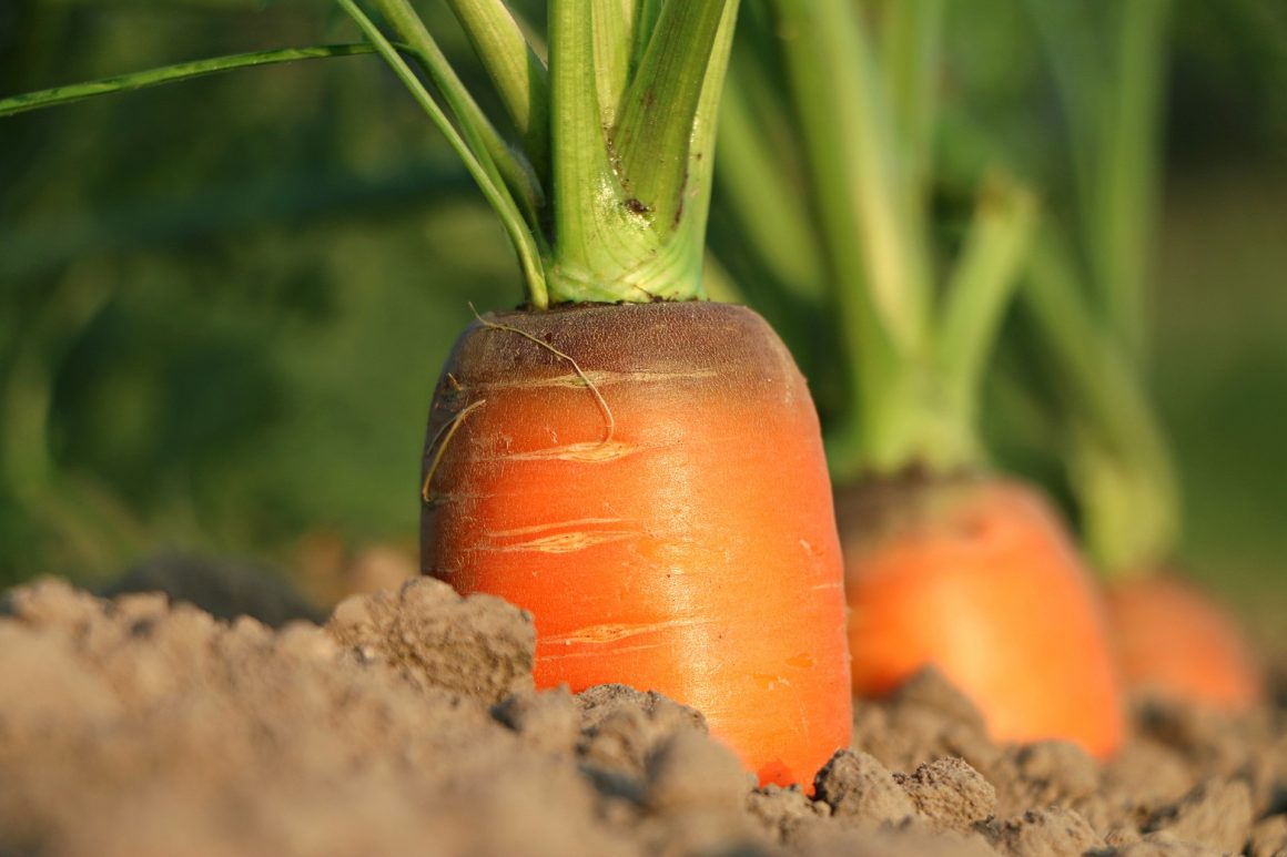 CAROTA UNA RADICE PIENA DI VITAMINE