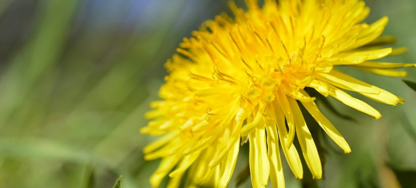 IL TARASSACO, INTEGRATORE NATURALE ERBA SELVATICA, RUSTICA E SALUTARE