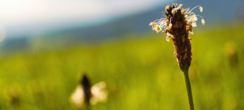 LA PIANTAGGINE LANCEOLATA ERBA SACRA E INTEGRATORE NATURALE