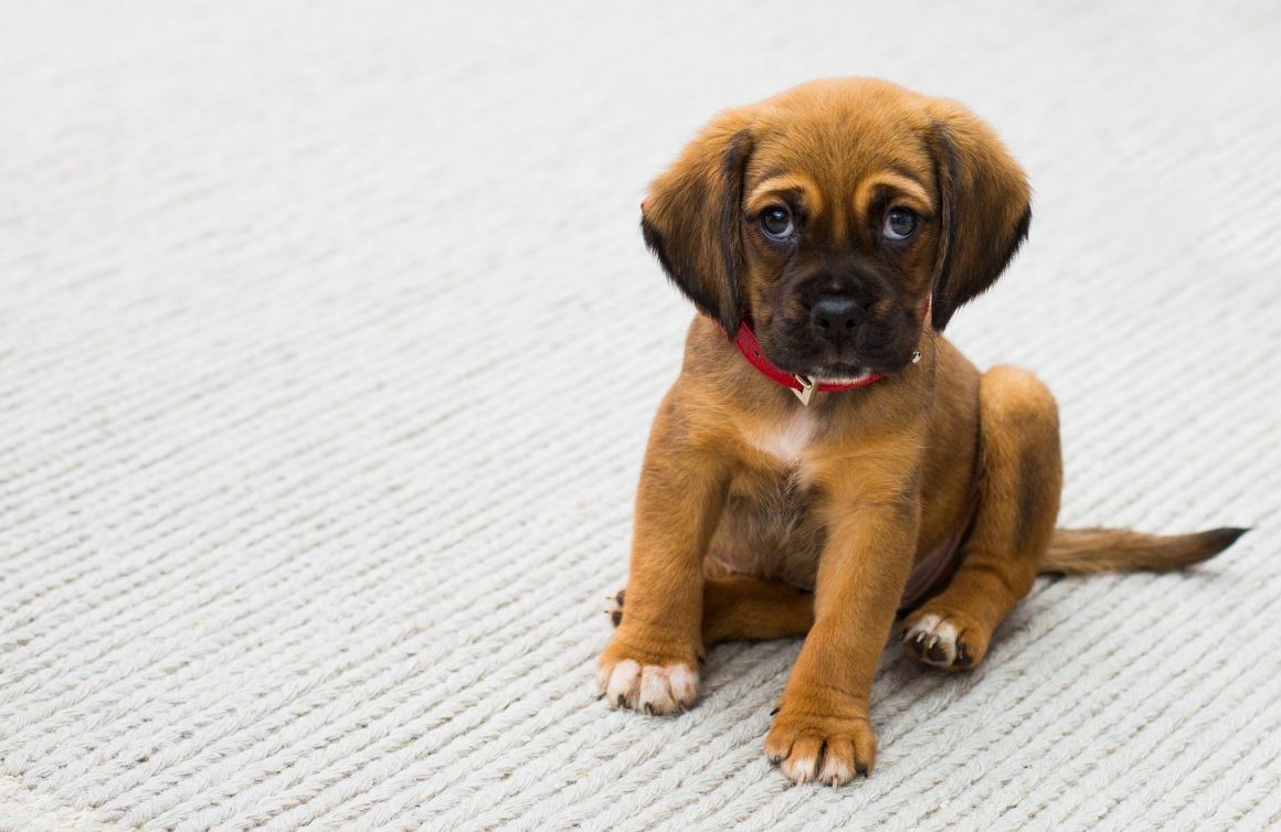 La micosi nel cane…