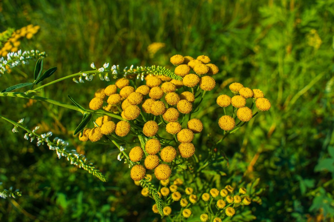 ERBA AMARA LA BALSAMITA DAL GRADEVOLE AROMA