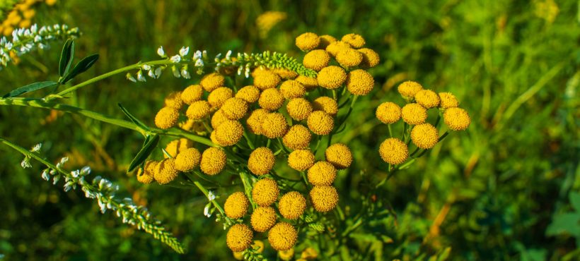 ERBA AMARA LA BALSAMITA DAL GRADEVOLE AROMA