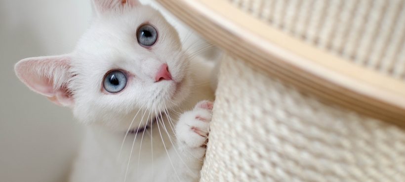 Come intrattenere il tuo gatto e renderlo felice…