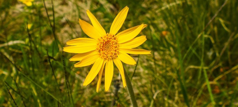 L’Arnica montana per i nostri animali