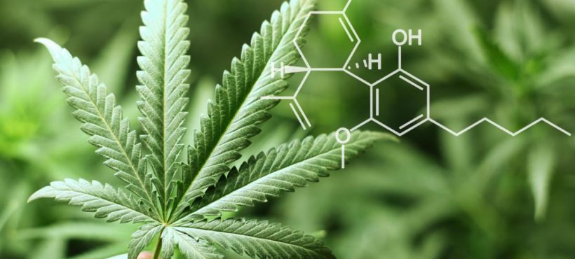 CBD OIL: OLIO DI CANNABIS E I SUOI BENEFICI