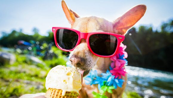 Cani, possono mangiare il gelato?