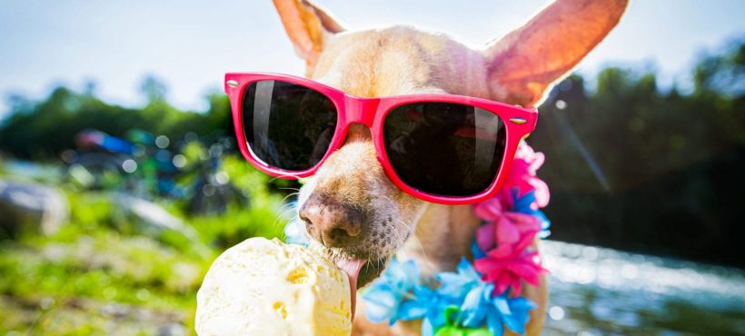 Cani, possono mangiare il gelato?