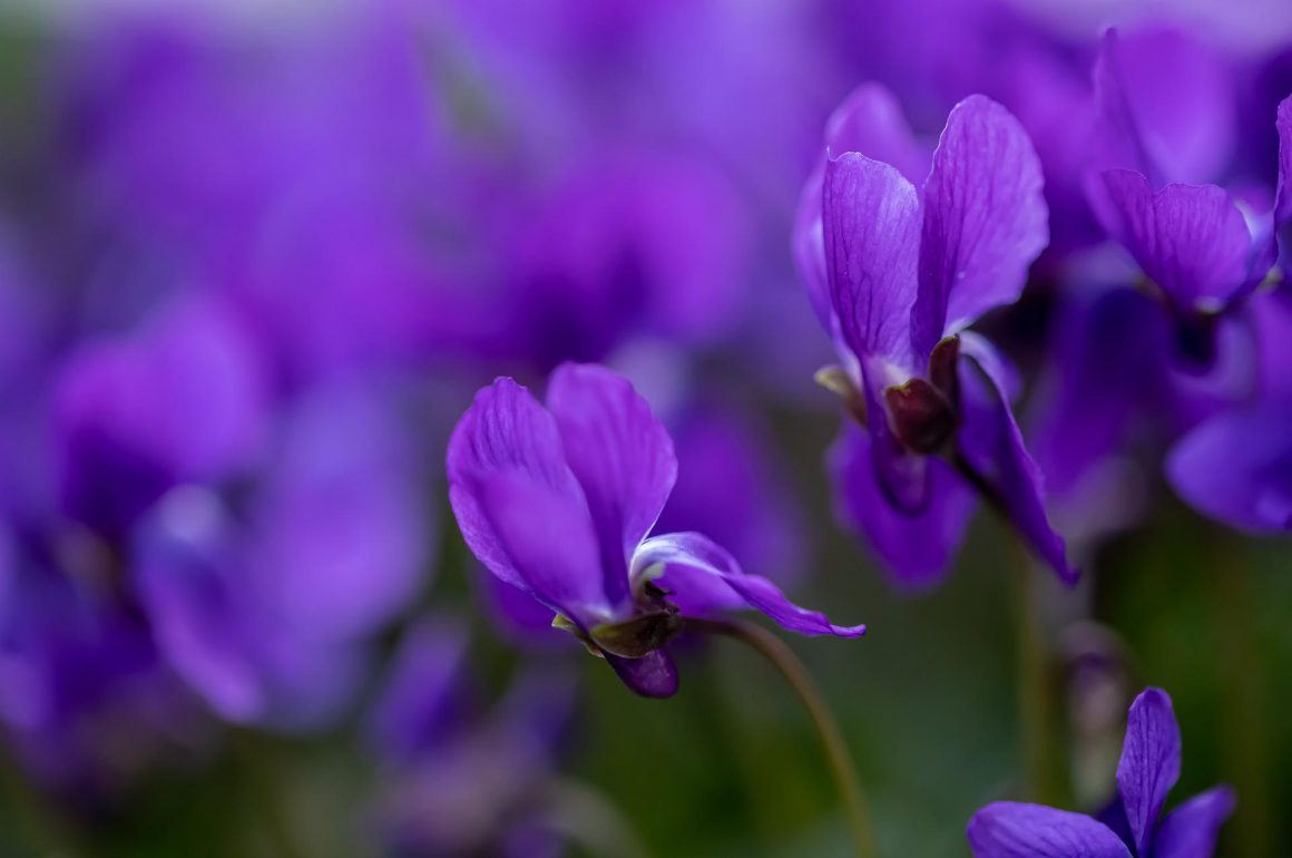 Viola mammola, un fiore che fa bene alla salute