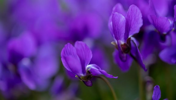 Viola mammola, un fiore che fa bene alla salute