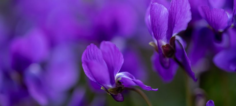 Viola mammola, un fiore che fa bene alla salute